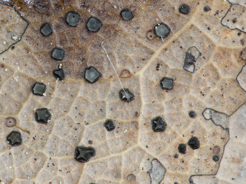 Coccomyces dentatus